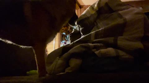 😂🤼‍♂️ You Won't Believe This Pet's Wrestling Skills! | FunFM