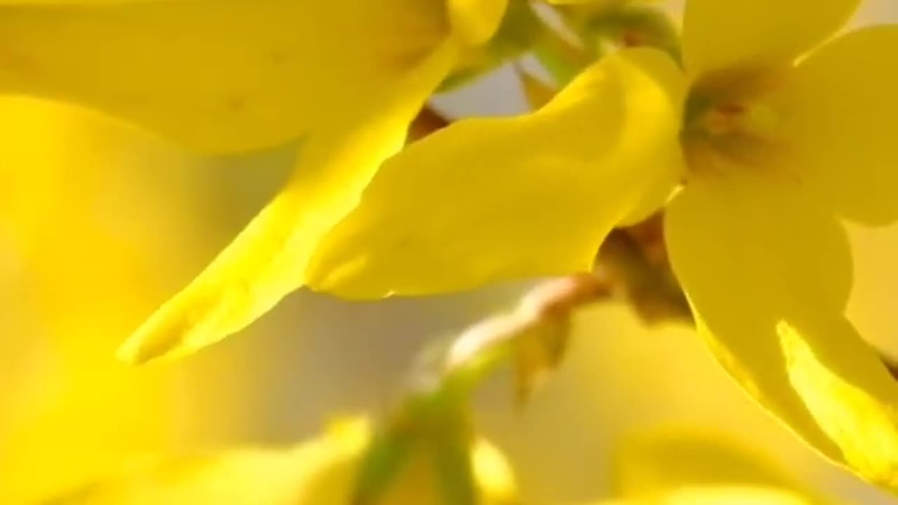 🟨Aivi - Весна идёт...🌼
