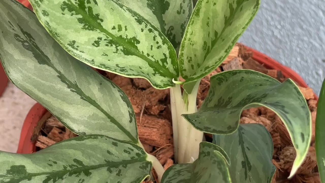 ปลูกต้นไม้มงคล