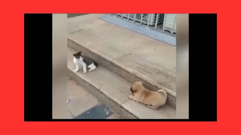 Funny animal videos