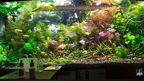 Применение торфа в аквпиуме.