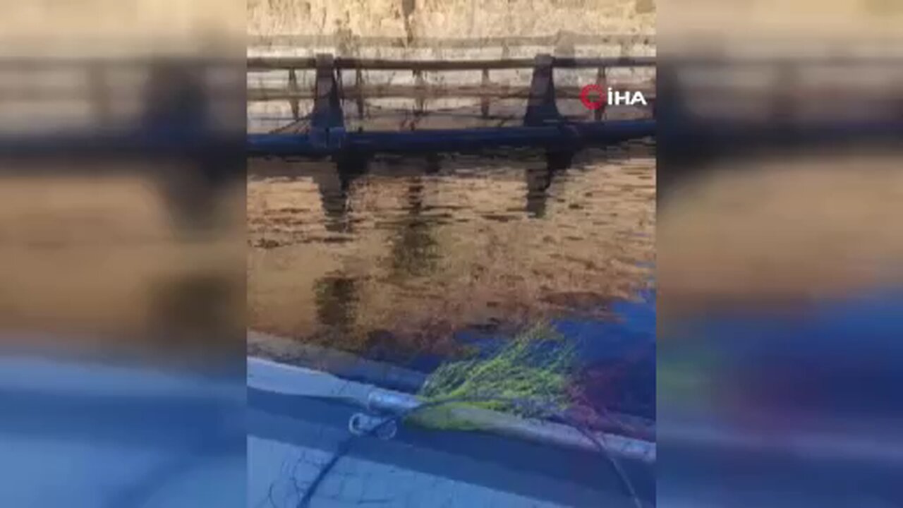 Malatya'da amatör balıkçı ile kedi arasındaki diyalog gülümsetti