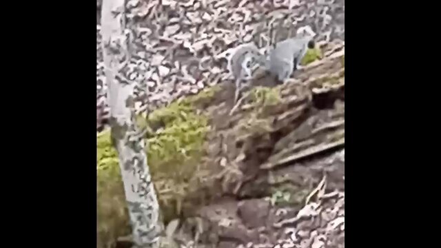 Squirrel 🐿️