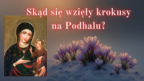 Skąd się wzięły krokusy na Podhalu? - opowiada dr Michał Gołębiowski