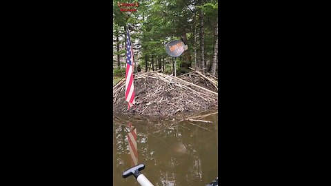 🇺🇲AMERICAN BEAVER🦫