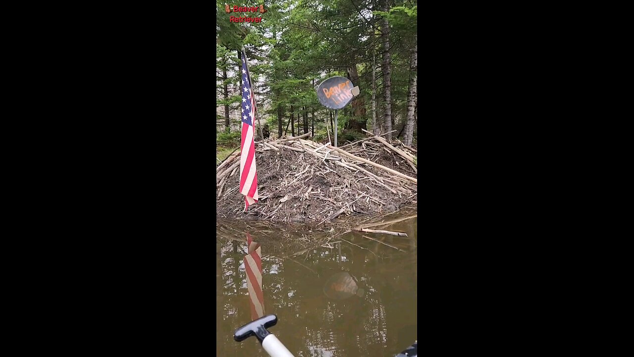 🇺🇲AMERICAN BEAVER🦫