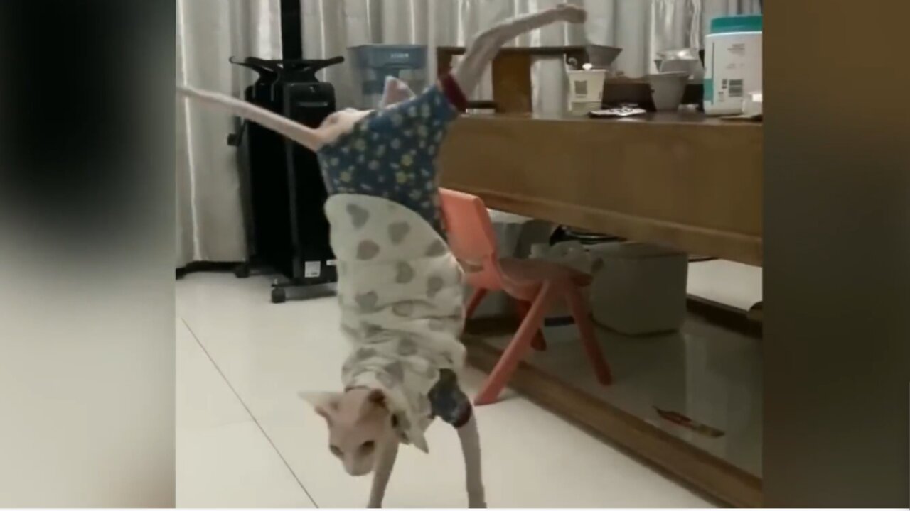 Cat Invers Playing Video