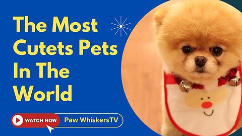 The Cutest Pets | 2025 Compliation 🐾