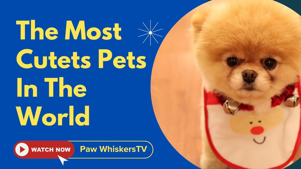 The Cutest Pets | 2025 Compliation 🐾