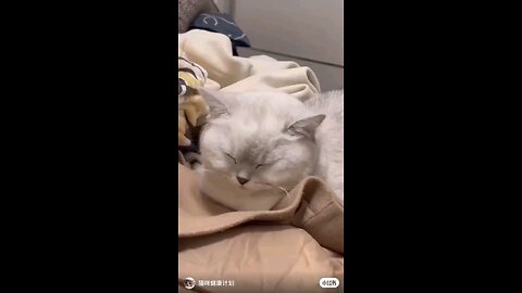 Funny cats