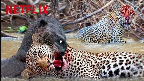 Jaguar Vs Giant Otter Confrontation Ends With A Fatal Head Bite| How Did Jaguar Escape?