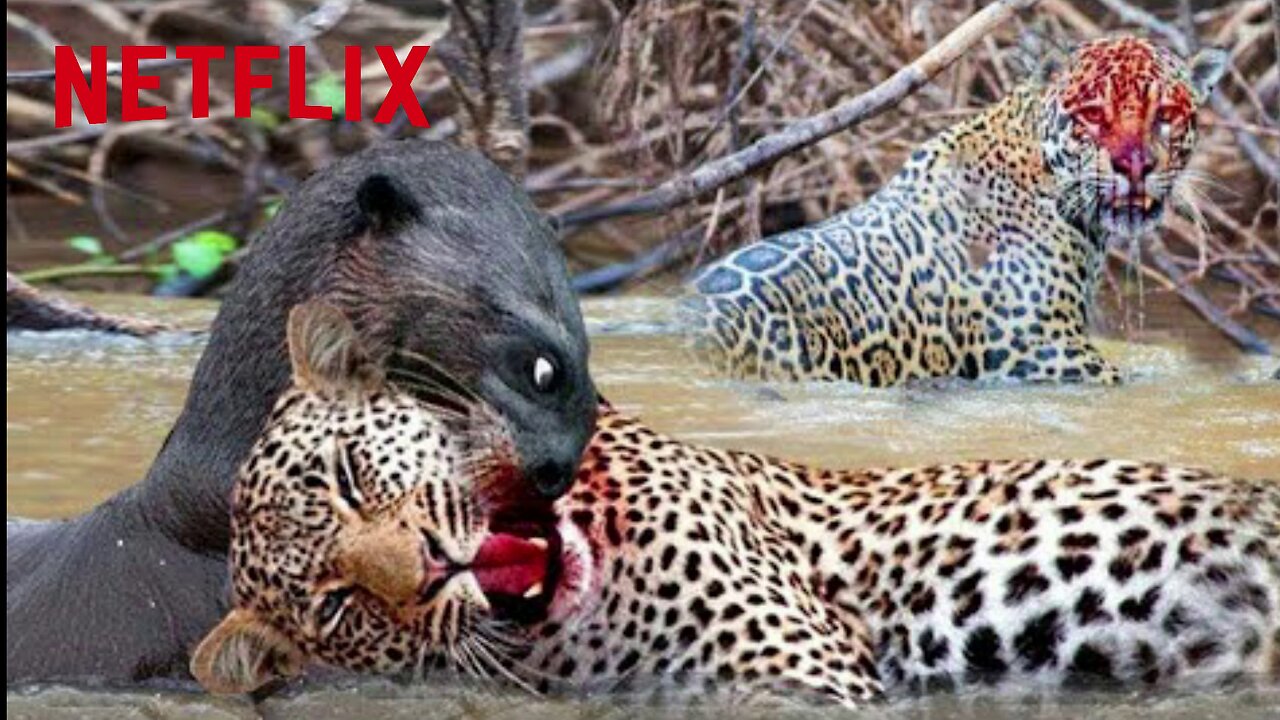 Jaguar Vs Giant Otter Confrontation Ends With A Fatal Head Bite| How Did Jaguar Escape?
