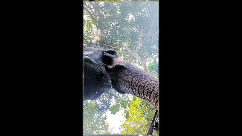 how to drinks Elephants