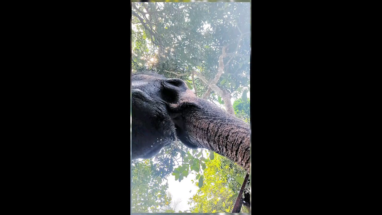 how to drinks Elephants