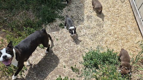 who let the dogs out?