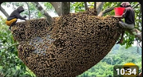 You Won't Believe How Farmers Harvest Millions of tons of Honey from dangerous cliffs