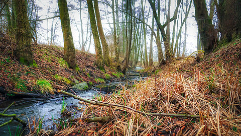 Healing Forest Stream – Relaxing Water Sounds for Deep Sleep & Meditation💚