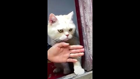 funny animals