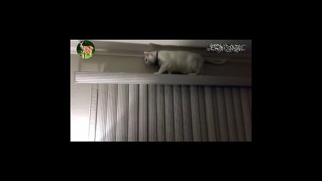 The hustle and bustle of domestic cats