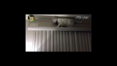The hustle and bustle of domestic cats