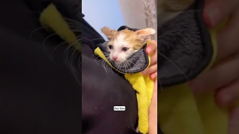 The guy noticed a sad kitten by the trash cans and gave him a house
