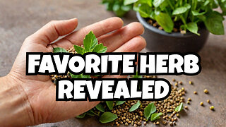 Easy Tips for Growing Ajwain - Your New Favorite Herb!