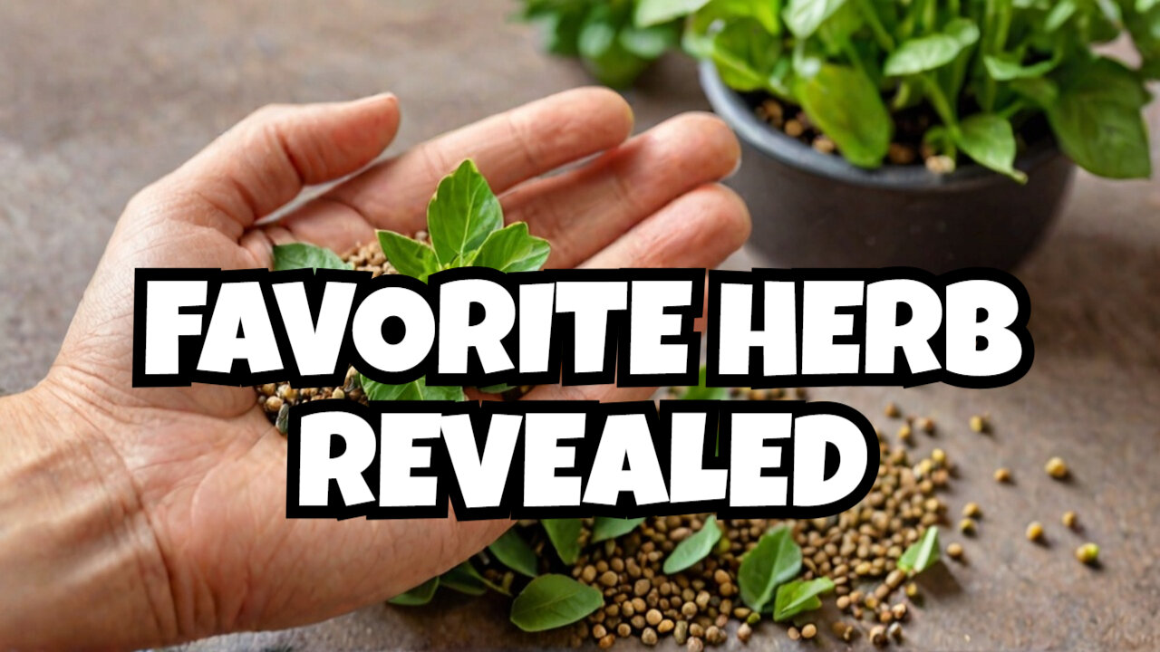 Easy Tips for Growing Ajwain - Your New Favorite Herb!