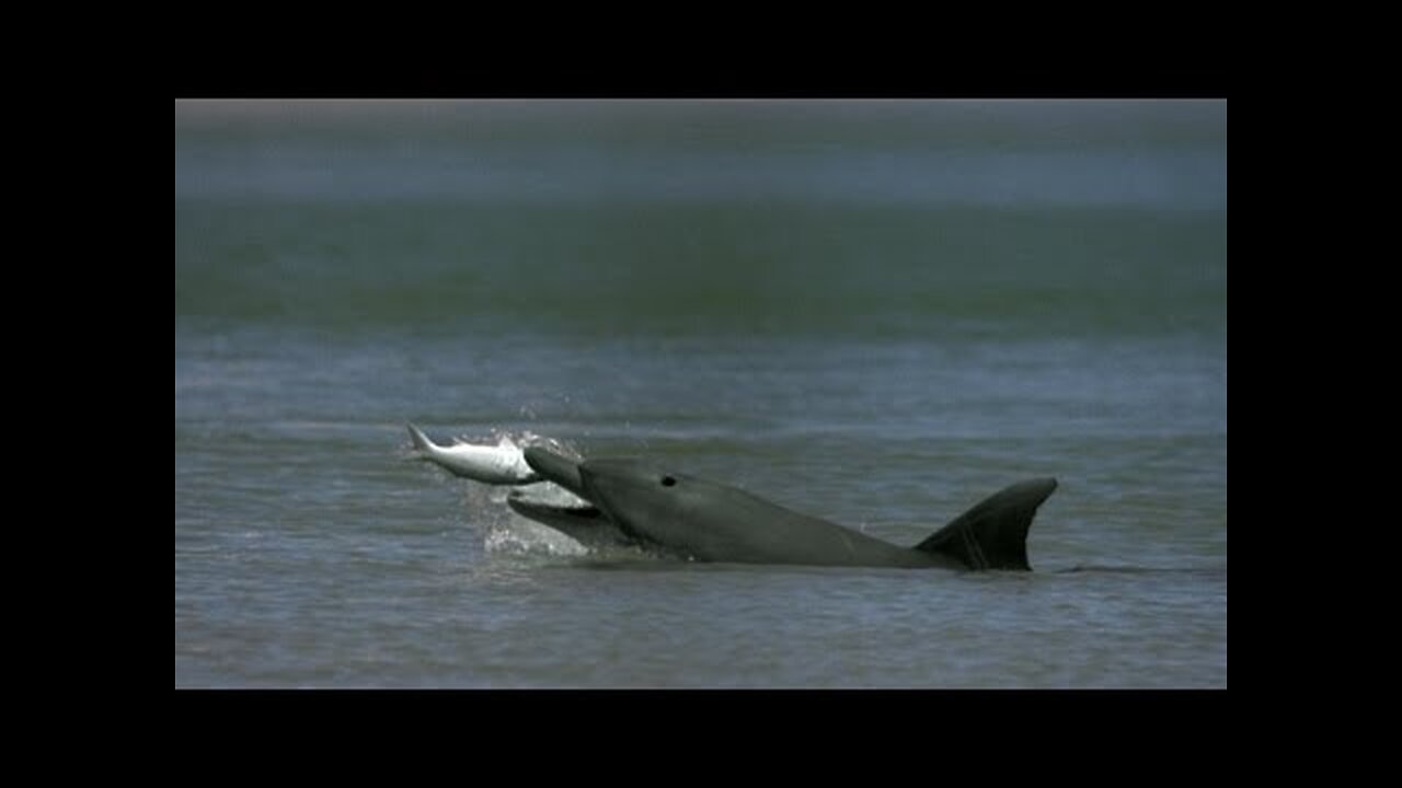 Dolphins Help Fishermen Catch Fish