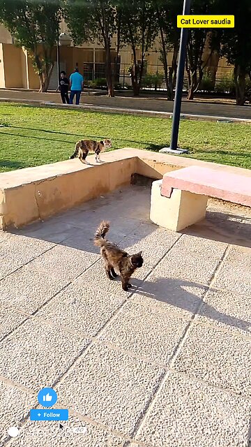 "Just when you think it can't get any cuter... this little furball proves you wrong! 🐾 #CatGoals
