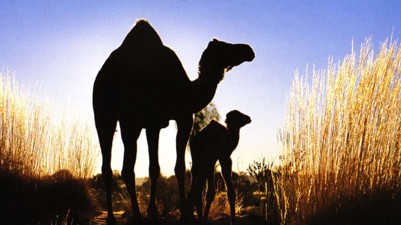 Silhouettes of the Desert