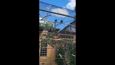 Lovely Birds at London Zoo. England 2025