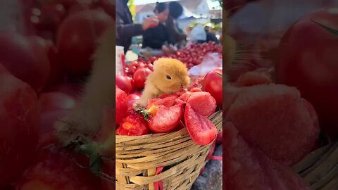 Little rabbit was caught eating tomatoes Cute pet debut plan Rabbit Rural cute pet