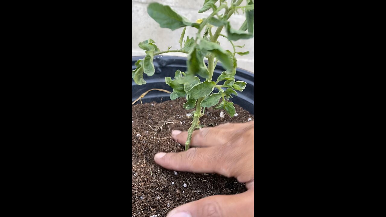 How to transplant your plants with success