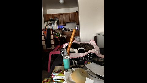 Shhhhhhh they are sleeping don't wake em up