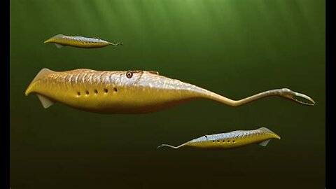 The Weird Tully Monster