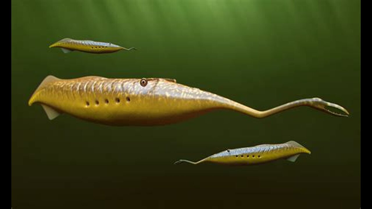 The Weird Tully Monster