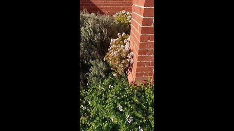 AUTUMN FLOWERS 130625