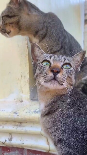 Sweet Tuxedo Cat Being Curious | Cute Cat Moments