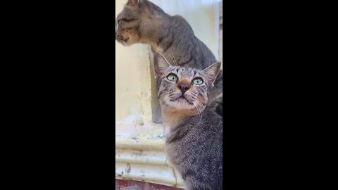 Sweet Tuxedo Cat Being Curious | Cute Cat Moments