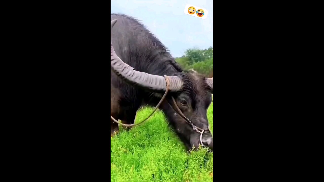 पोज बनाओ फोटो खिचु