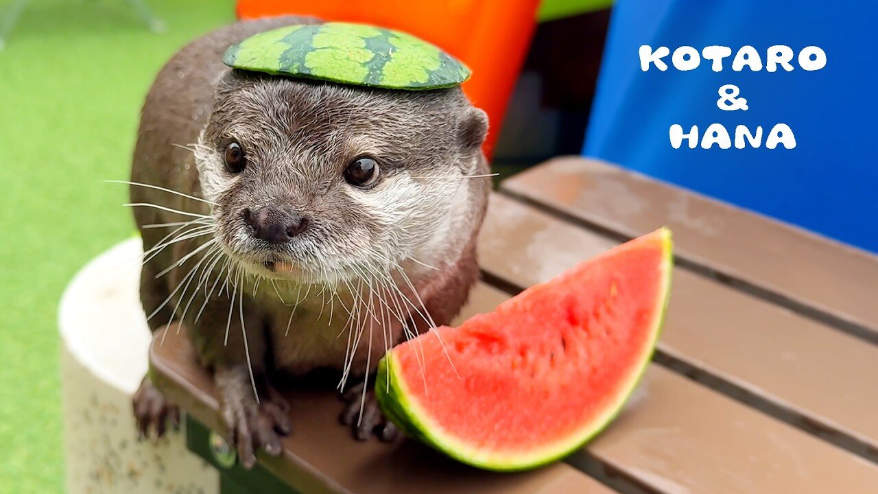Otters hate summer fruits... except for this one!