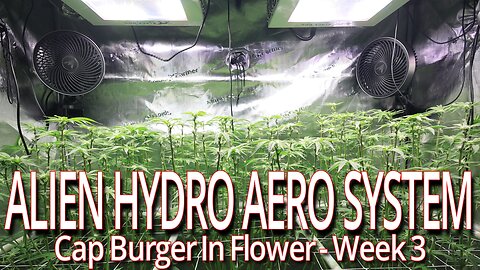 Alien Hydro AERO System, Cap Burger In Flower Week 3