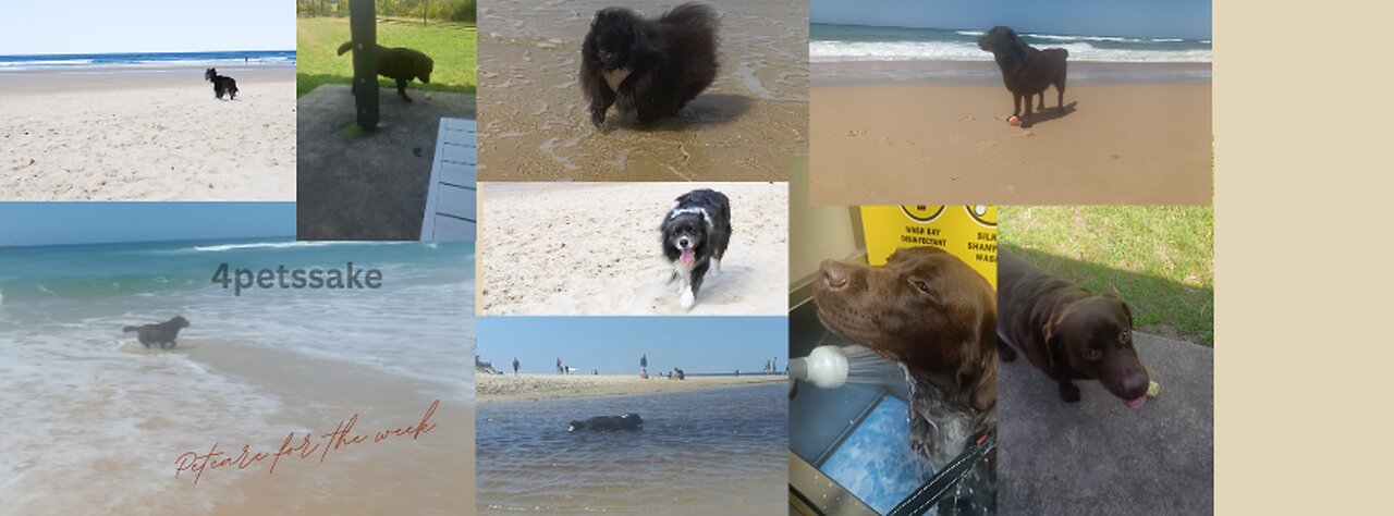 Pet care for the week