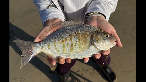 Southern California Surf Fishing Report 2 6 26