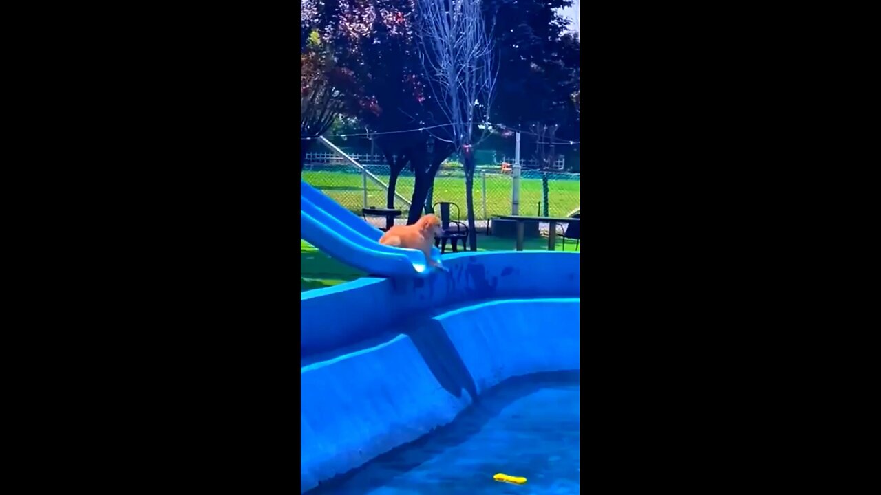 The dog was roaming around and while roaming he fell into the water.