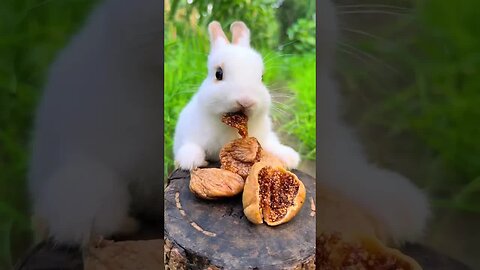 Little white rabbit eating dried figs Cute pet debut plan Rabbit Pastoral cute pet