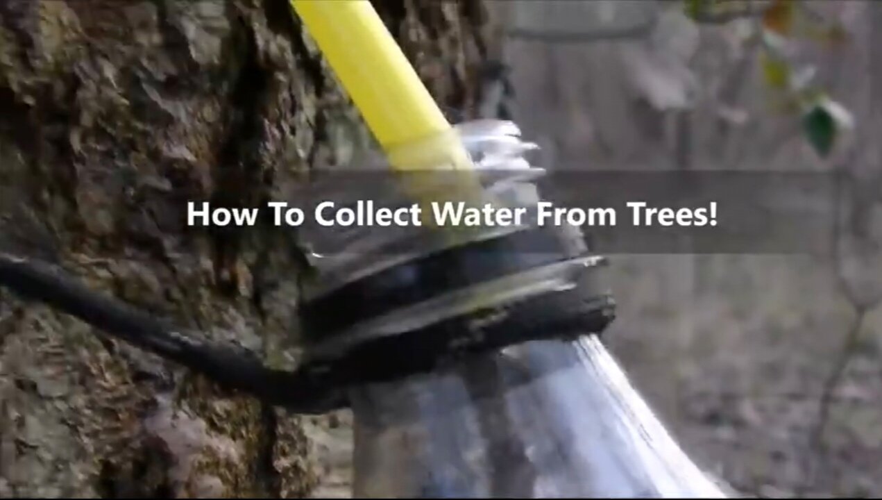 How to Get Clean Water from Tapping Trees