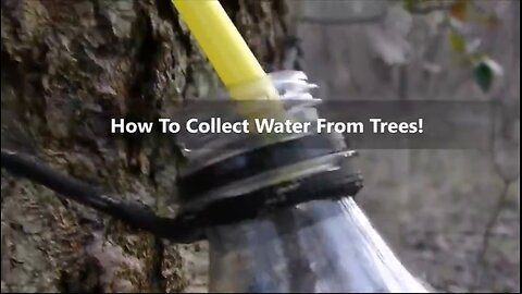 How to Get Clean Water from Tapping Trees