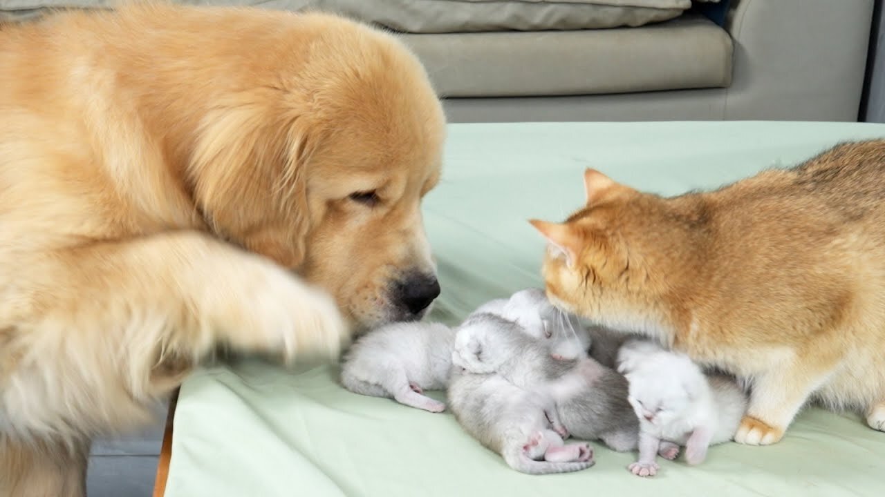 Golden Retriever Meets Mom Cat with Newborn Kittens for the First Time