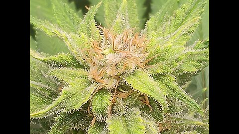 Wedding cheesecake week 15 day 2